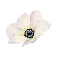 Anemone Weiß Frühling Blume Aquarell skizzieren vektor