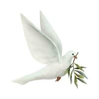 duva av fred med oliv träd kvist vattenfärg vektor illustration. vit flygande duva fågel för pacific symboler mönster