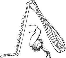 Feige 9. Insekt, Hinter Beine von ein Heuschrecke, Jahrgang Gravur. vektor