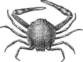 leukosiid krabba eller leukosiidae, årgång gravyr vektor