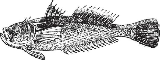 Sterngucker oder Uranoscopus, Jahrgang Gravur vektor