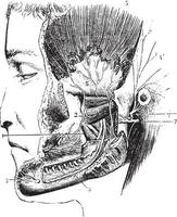 lateral pterygoid eller extern pterygoid, årgång gravyr. vektor