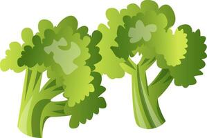 färsk grön broccoli, illustration, vektor på vit bakgrund.