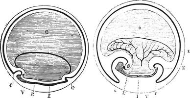 fikon. 955. krökning av de slutar av de embryonala kropp, fikon. 956. fostervatten caps Mer tagit fram, årgång gravyr. vektor