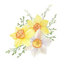 Aquarell Strauß von Gelb und Weiß Narzissen. Hand gemalt Illustration mit Frühling Blumen vektor