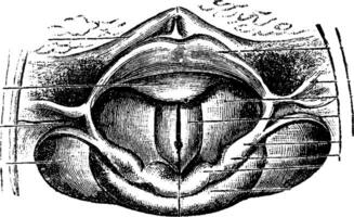 normal Larynx, Jahrgang Gravur vektor