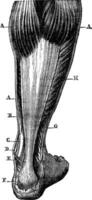 bakdel område av de ben. aa 'tvilling b. flexor digitorum. c. de tibialis bakdel sena. d. medial malleolus. e. achilles sena, f. införande av de achilles sena på de calcaneus. g. peroneal nacke. h. soleus, årgång gravyr. vektor