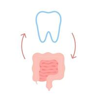 förbindelse av friska tänder och inälvor. relation hälsa av mänsklig mage och tand. matsmältning och tugga enhet. vektor illustration