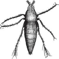 chiggers manlig, förstorade 50 gånger, årgång gravyr. vektor