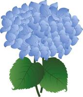 vektor illustration blå hortensia blomma med grön leafs på vit bakgrund.