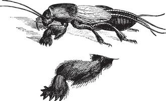fikon 1. de stad mol cricket, fikon 2. främre ben tre gånger större, årgång gravyr. vektor