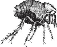 chiggers kvinna, förstorade 50 gånger, årgång gravyr. vektor