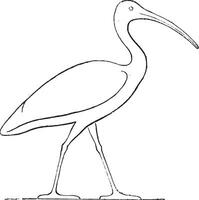 ibis Krönung, ägyptisch Skulptur, Jahrgang Gravur. vektor