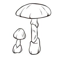 das Tod Deckel ungenießbar Pilz im Linie Kunst Stil. Amanita phalloides skizzieren Symbol. Vektor Illustration isoliert auf ein Weiß Hintergrund.