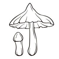 tötlich webcap ungenießbar Pilz im Linie Kunst Stil. giftig cortinarius Rubellus schwarz und Weiß Vektor skizzieren. Illustration isoliert auf ein Weiß Hintergrund.