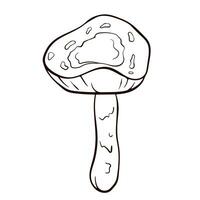 ungenießbar Pilz tötlich schillernd schwarz und Weiß im Linie Kunst Stil. giftig Lepiota brunneoincarnata Hand gezeichnet. Vektor Illustration isoliert auf ein Weiß Hintergrund.