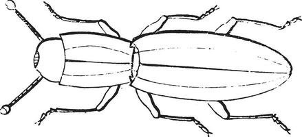 langelandia anoftalmi, de naturlig storlek är endast 4 millimeter, årgång gravyr. vektor