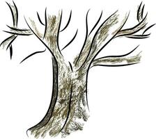 skizzieren von ein alt groß Baum mit Geäst Vektor Farbe Zeichnung oder Illustration