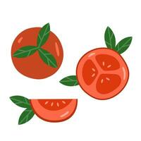 einstellen von anders Tomaten isoliert auf Hintergrund. Vektor Illustration. ganz, geschnitten, Quartal von ein Tomate Frucht.