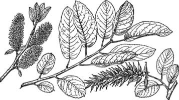 Ast von Salix Balsamifera Jahrgang Illustration. vektor