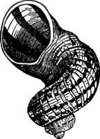 helix aspersa årgång illustration. vektor