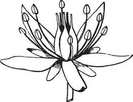 Blume, Fetthenne, Fetthenne, Crassulaceae, hell, Farbe, Blütenblätter Jahrgang Illustration. vektor