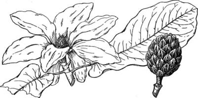 Ast von Großblatt Magnolie Jahrgang Illustration. vektor