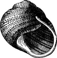 helix undulata årgång illustration. vektor