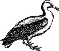 albatrossbiologiska familj diomedeidaeprocellariids årgång gravyr. vektor