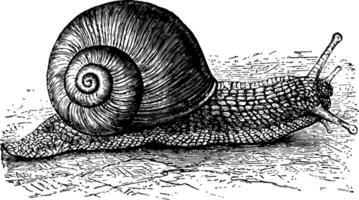 Wendel pomatia Jahrgang Illustration. vektor