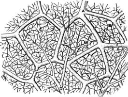 kapillärer av de luft säck årgång illustration. vektor