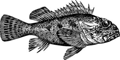 Kalifornien Skorpionfisch Jahrgang Illustration. vektor