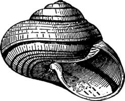 helix stuartia årgång illustration. vektor