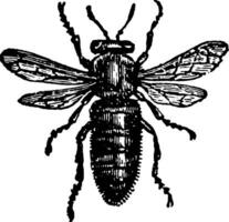 weiblich oder Königin Biene Jahrgang Illustration. vektor