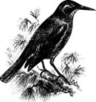 pinyon Jay, Jahrgang Illustration. vektor