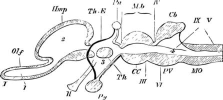 Vertikale Sektion von ein Wirbeltier Gehirn Jahrgang Illustration. vektor