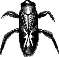 corixa striata årgång illustration. vektor