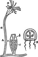 campanularia, årgång illustration. vektor