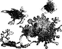 verbindend Gewebe Zellen von ein Frosch, Jahrgang Illustration vektor
