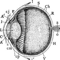 median vertikal anteroposterior sektion av öga, årgång illustration. vektor