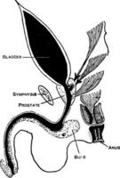 unperforiert Anus, Jahrgang Illustration. vektor