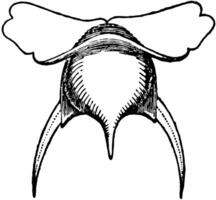 cavolina tridentata, årgång illustration. vektor