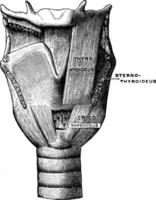 Vorderseite Aussicht von das Muskeln von das Larynx, Jahrgang Illustration. vektor