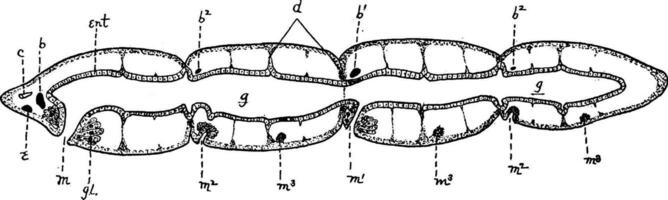 mikrostomum, årgång illustration. vektor