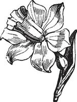 blomma, form, dricka, glas, kronblad, blomma årgång illustration. vektor