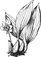 bifrenaria Harrisoniae Jahrgang Illustration. vektor