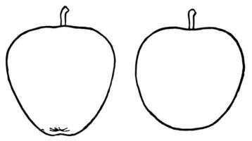 konisch und eiförmig Formen von Apfel Jahrgang Illustration. vektor