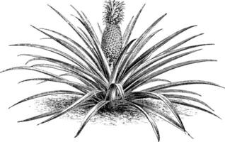 slätbladig kajenn ananas årgång illustration. vektor
