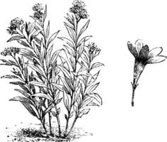 Gewohnheit und Blume von Amsonie salicifolia Jahrgang Illustration. vektor