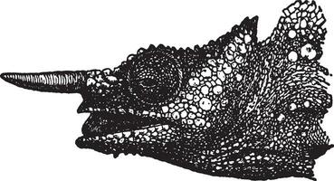 huvud av kameleont, årgång illustration. vektor